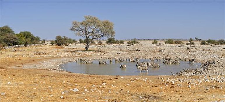 牧群,斑马,水坑,埃托沙国家公园,纳米比亚,非洲