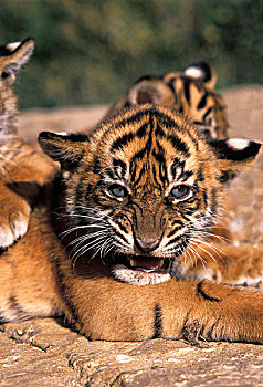苏门答腊虎,幼兽,狰狞