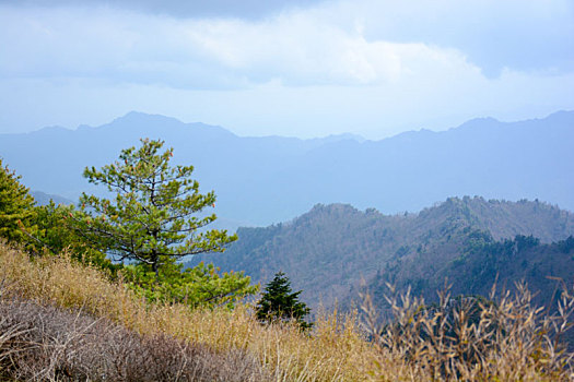 秦岭高山草甸