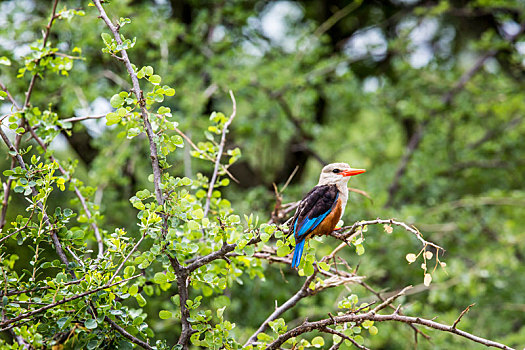 树林,翠鸟,湖,国家公园,坦桑尼亚