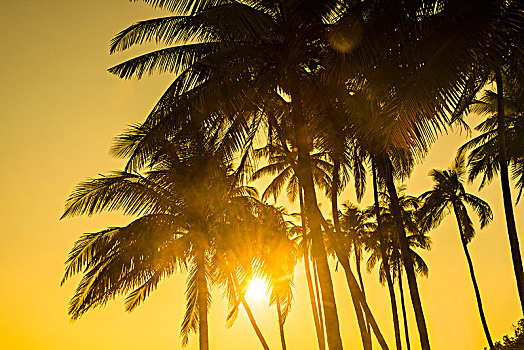 棕榈树,逆光,日落,海滩,湾,孟加拉,伊洛瓦底江,缅甸,亚洲