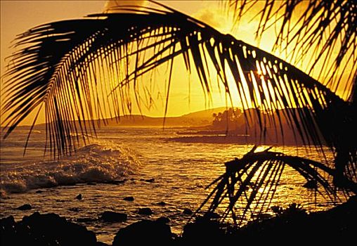 夏威夷,考艾岛,坡伊普,热带,日落,棕榈叶