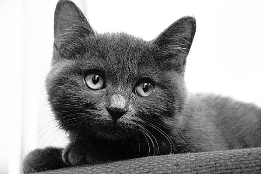 英国短毛猫,蓝灰色