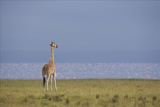 罗特希尔德长颈鹿,纳库鲁湖,大裂谷,肯尼亚