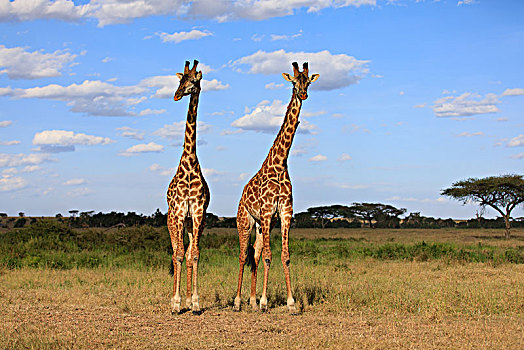 长颈鹿肯尼亚坦桑尼亚塞伦盖蒂
