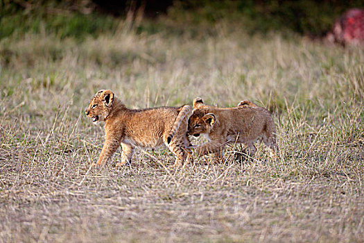 狮子,玩,幼兽,马赛马拉国家保护区,肯尼亚,非洲