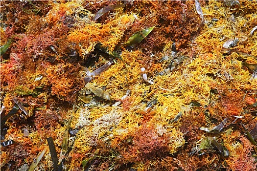 彩色,黃色,紅色海草,海洋,藻類