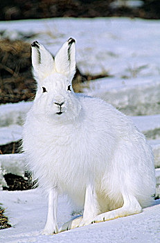 成年,北极兔,兔属,岛屿,加拿大西北地区