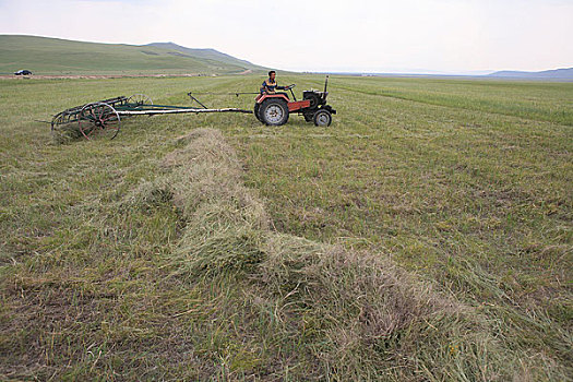 内蒙额尔古纳河边草原的人们在收割牧草