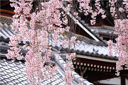 日本寺庙,哭,樱花