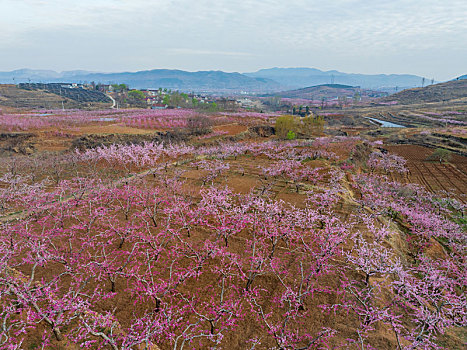 蜜桃之乡蒙阴旧寨桃花盛开