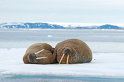 格陵兰,海洋,挪威,斯瓦尔巴群岛,斯匹次卑尔根岛,海象,一对,成年,休息,漂浮,海冰