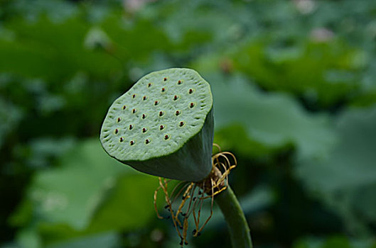 夏季