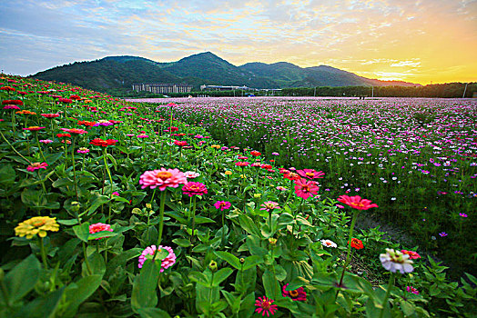 格桑花,波斯菊