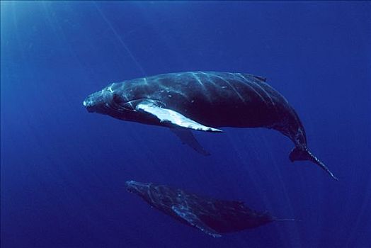 驼背鲸,大翅鲸属,鲸鱼,一对,游泳,一起,夏威夷