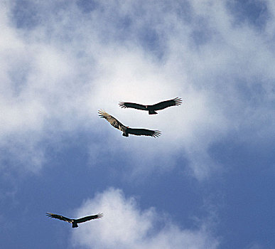 美洲鹫,红头美洲鹫,三个,翱翔,埃弗格来兹,佛罗里达