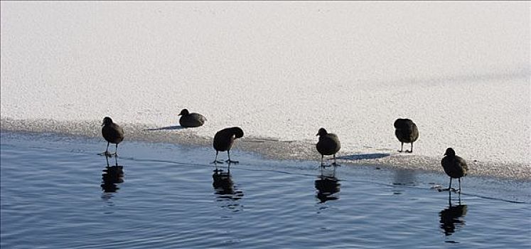黑鸭,冰冻,湖,休息