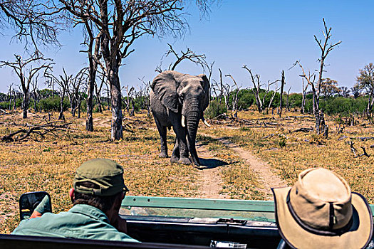 博茨瓦纳,奥卡万戈三角洲,公象,挨着,旅游,交通工具