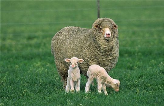 绵羊,母羊,两个,羊羔