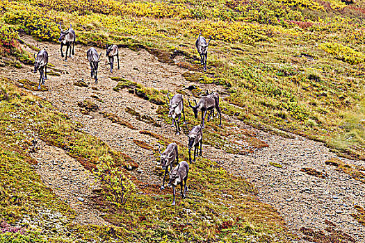 驯鹿属,牧群,秋天,苔原,德纳里峰国家公园,阿拉斯加,美国