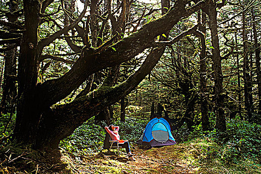 露营,成熟林,树林,不列颠哥伦比亚省,加拿大