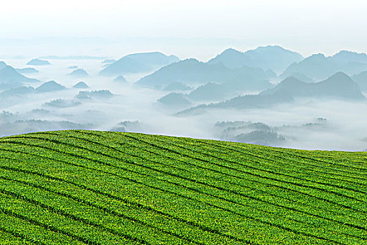 高山茶园