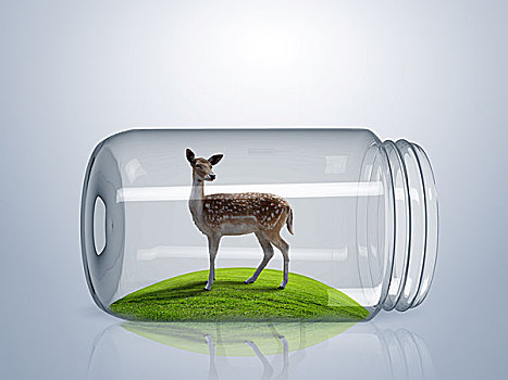 幼兽,野生,鹿,室内,玻璃,罐