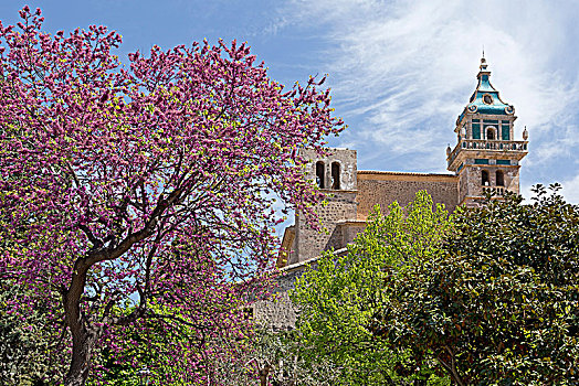 加尔都西会修道院,瓦尔德摩莎,马略卡岛,西班牙,欧洲