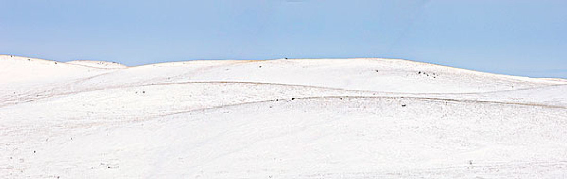积雪,草原,地形,靠近,萨斯喀彻温,加拿大