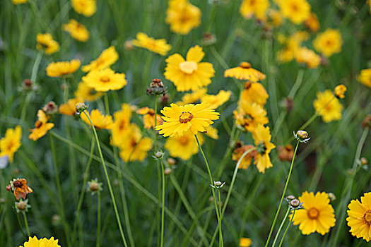 小菊花