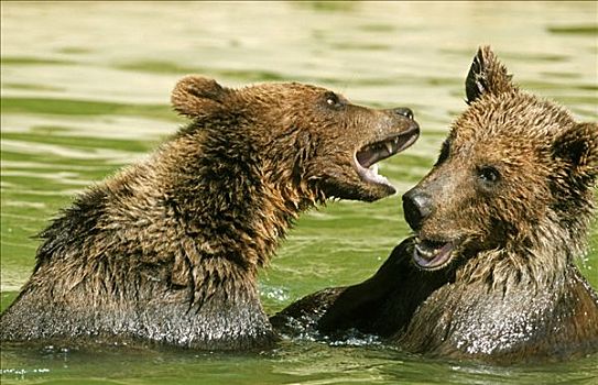 两个,年轻,棕熊,幼兽,玩