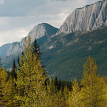 松树,山,碧玉国家公园,艾伯塔省,加拿大