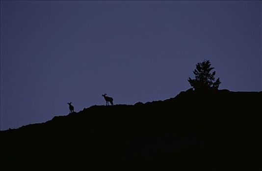 大角羊,夜晚,山岗,国家麋鹿保护区,怀俄明