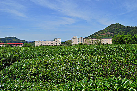 茶业园区
