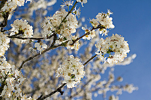 特写,花