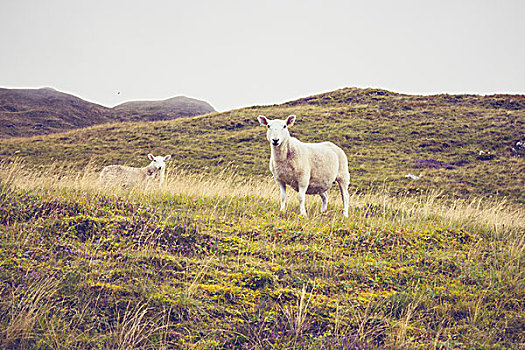 绵羊,高地,苏格兰