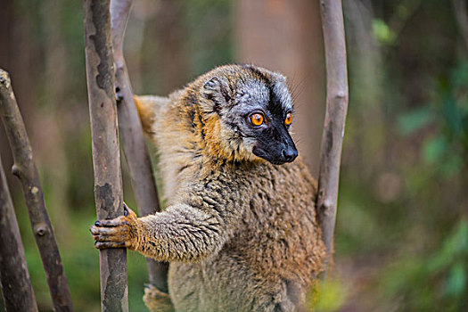 madagascarlemur马达加斯加狐猴在树上