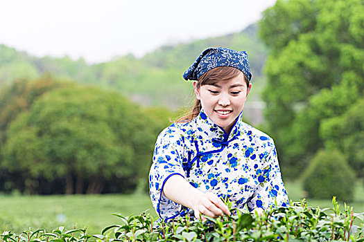 美女,亚洲人,女孩,挑选,茶叶,茶园