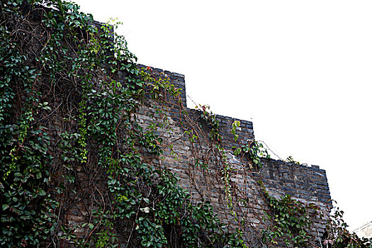 古城墙与绿藤