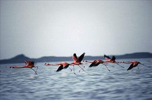 大红鹳,火烈鸟,成群,飞跃,水,生物保护区,尤卡坦半岛,墨西哥