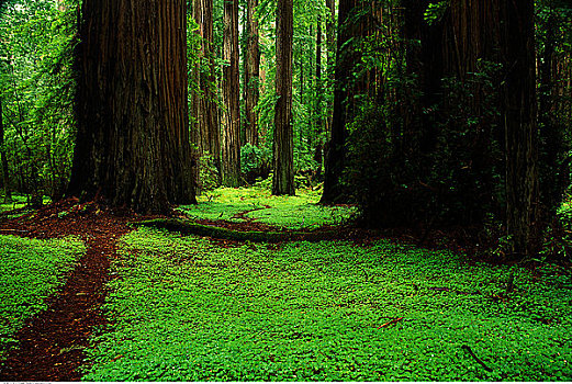 树,叶子,洪堡红杉州立公园,加利福尼亚,美国