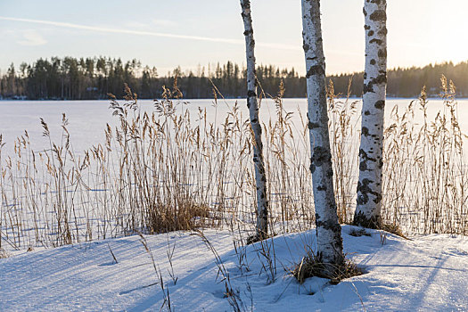 芬兰,桦树,雪,太阳,湖