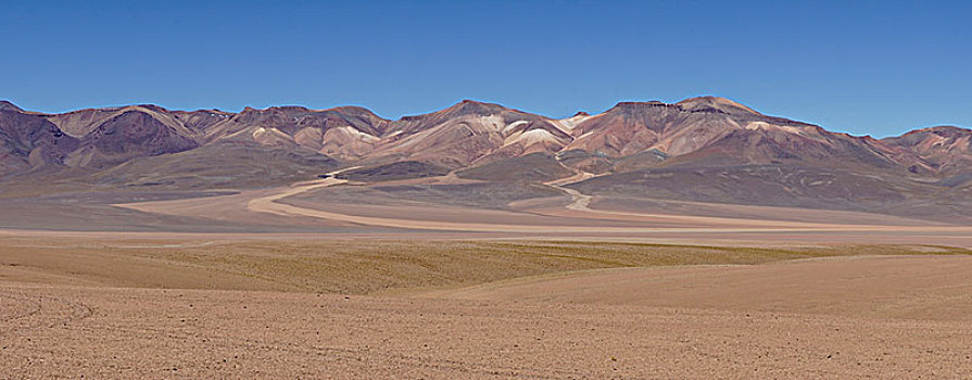 淡色调,山,安第斯,高原,动物,玻利维亚,南美