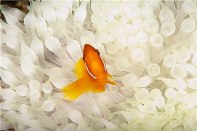粉红海葵鱼图片