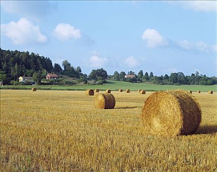 农田,干草,靠近,瑞典