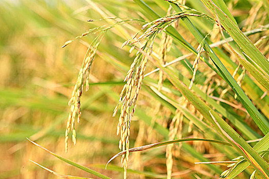 泰国,农场,稻米,靠近,日落