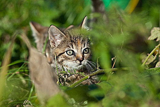 家猫,小猫,隐藏,灌木丛