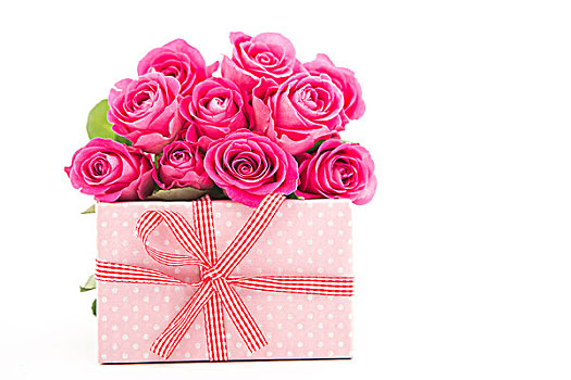 花束,粉色,玫瑰,靠近,礼物,白色背景,特写