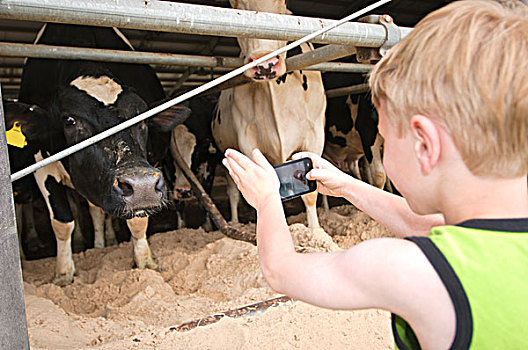 男孩,摄影,乳业,母牛,乳牛场,威斯康辛,美国