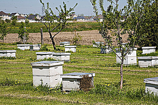 蜂蜜,产生,蜂巢,蜂场,农场,春天,魁北克,加拿大